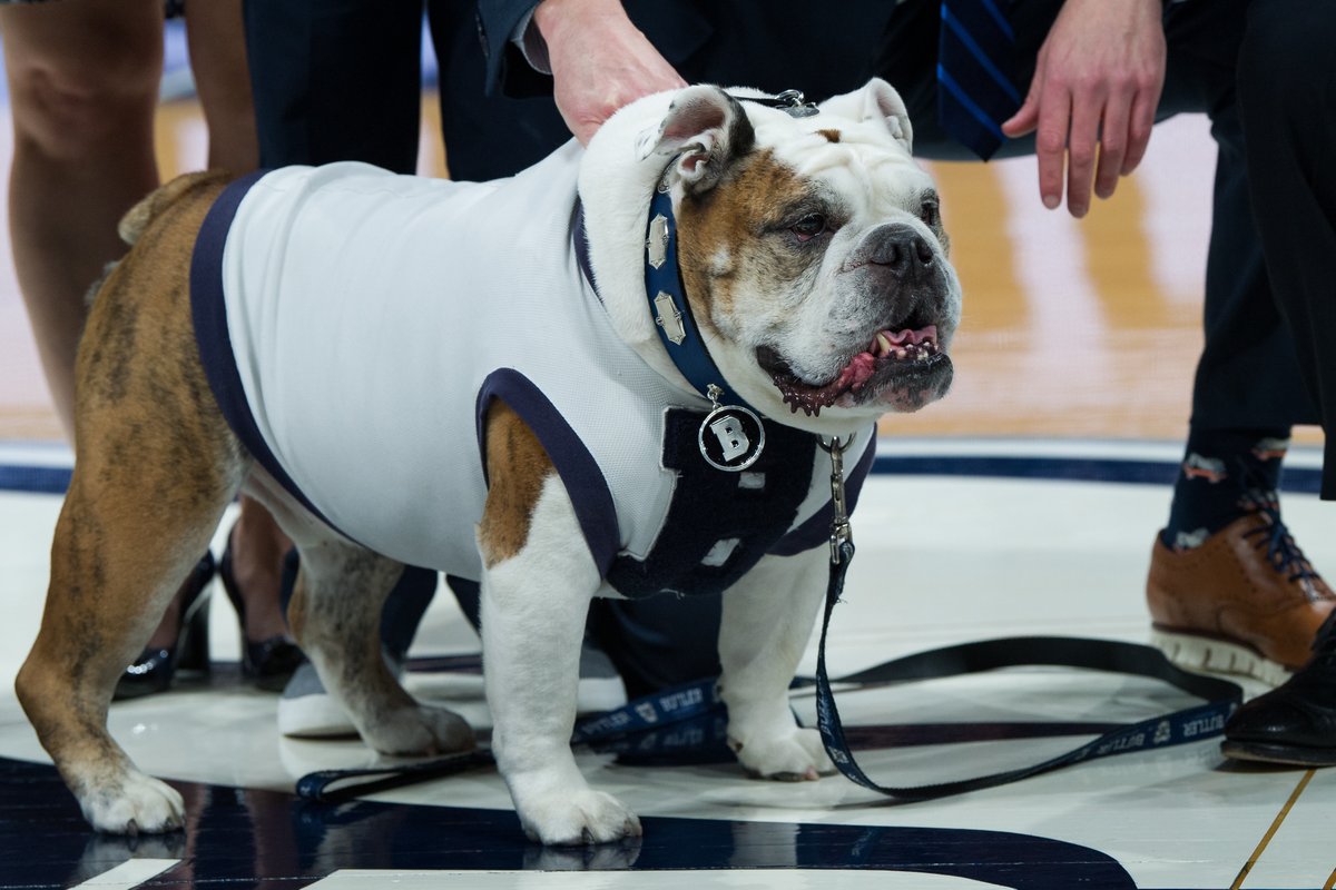 I cannot list them all but there are so many more mascots that I love and am proud of.Have to give the final  #NationalMascotDay shout out to our newly crowned mascot emeritus at  @ButlerU, Trip. I hope you have a day full of snacks, naps, and cardboard boxes.