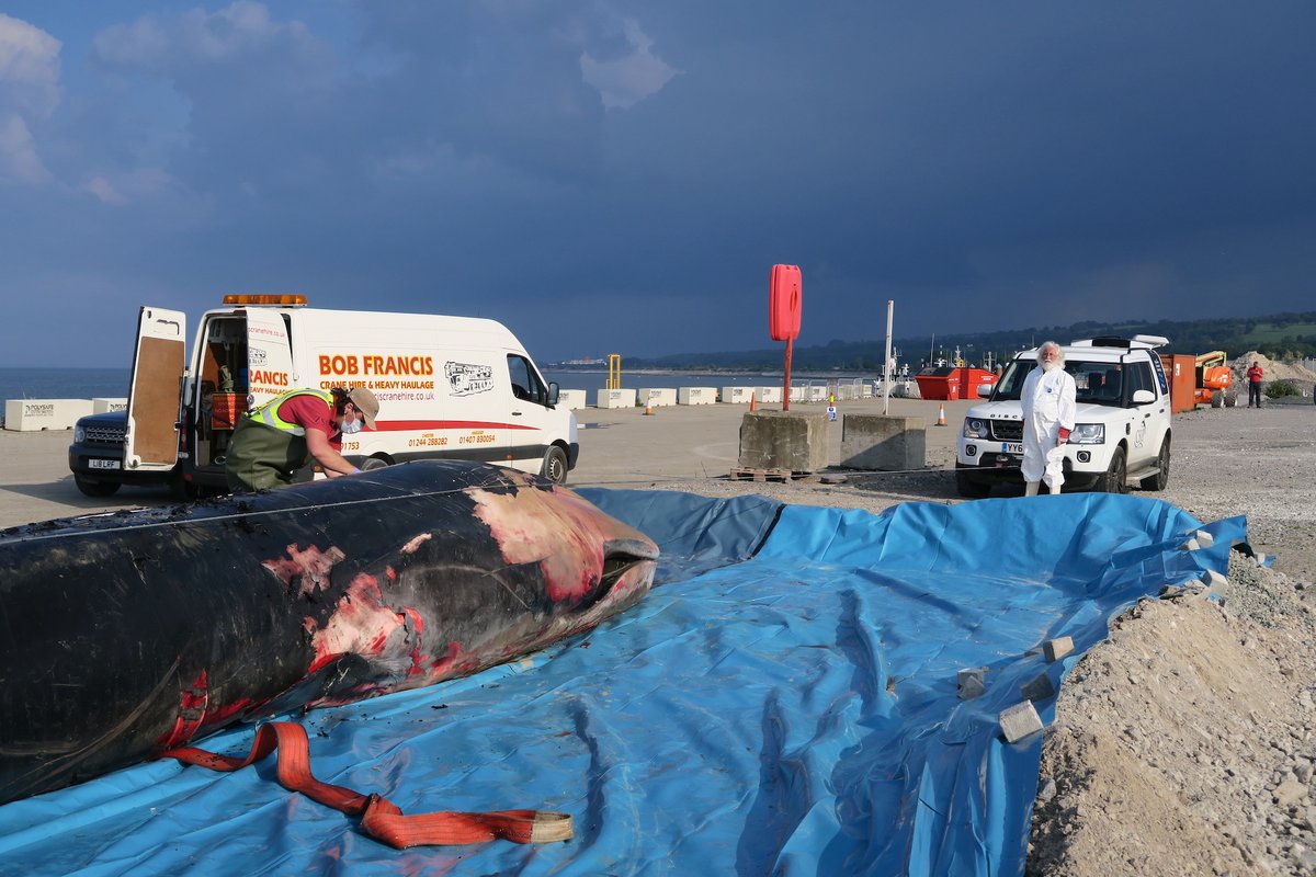 CSIP team from  @ZSL and Marine Environmental Monitoring working together to remove the blubber layer and access the organs of the fin whale  #CSIoftheSea
