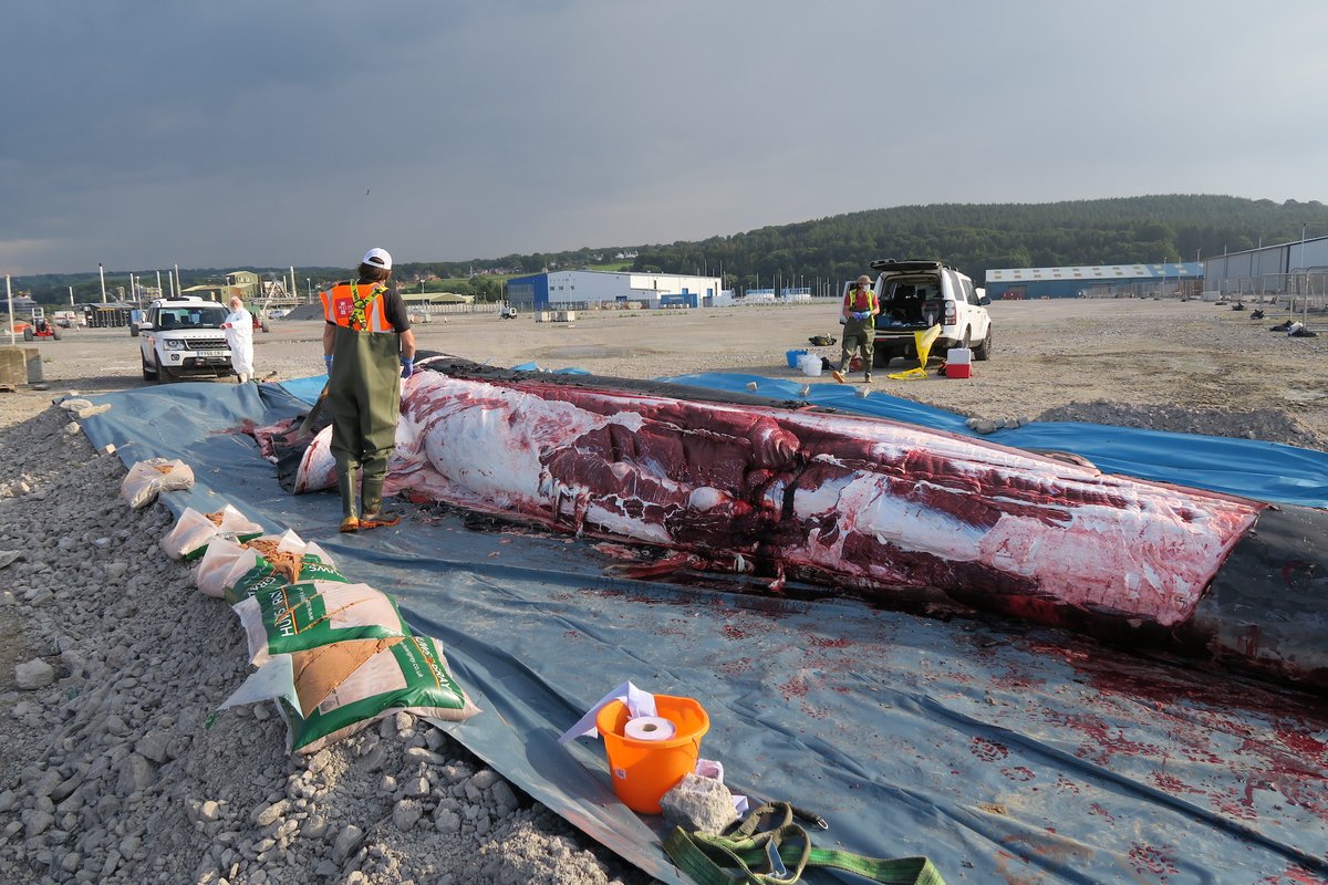CSIP team from  @ZSL and Marine Environmental Monitoring working together to remove the blubber layer and access the organs of the fin whale  #CSIoftheSea