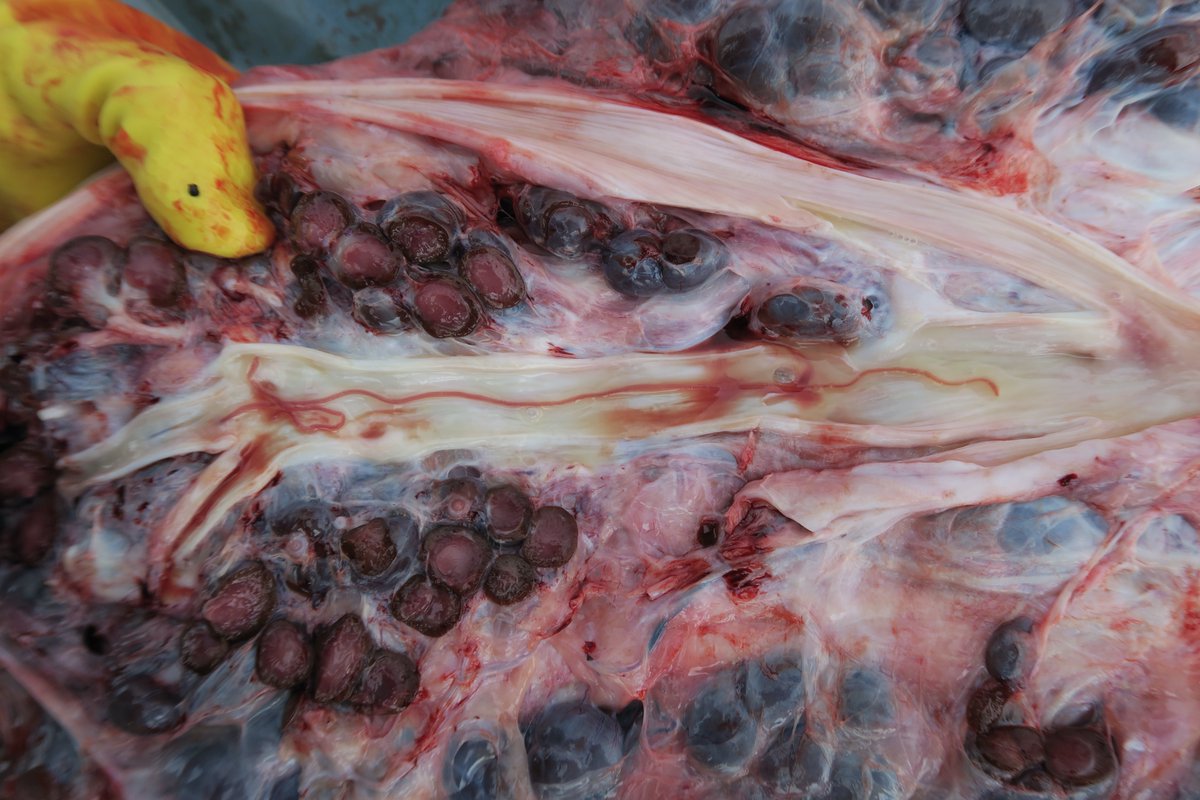 Relatively minor parasitic infestations were noted within kidneys (consistent with Crassicauda sp.). Crassicaudosis is a known issue in fin whales and can cause significant problems (e.g.  https://pubmed.ncbi.nlm.nih.gov/1305859/&nbsp;). Kidneys thought to be mainly normal though  #CSIoftheSea