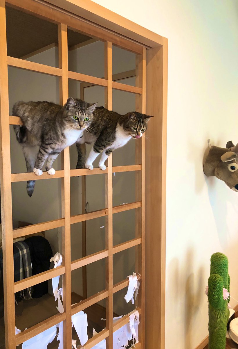 障子を張り替えるつもりだったのに和風ジャングルジムをいたく気に入ってしまったお猫様 先延ばしにした Togetter 障子を張り替えるつもりだったのに和風ジャングルジムをいたく気に入ってしまったお猫様 先延ばしにした Togetter