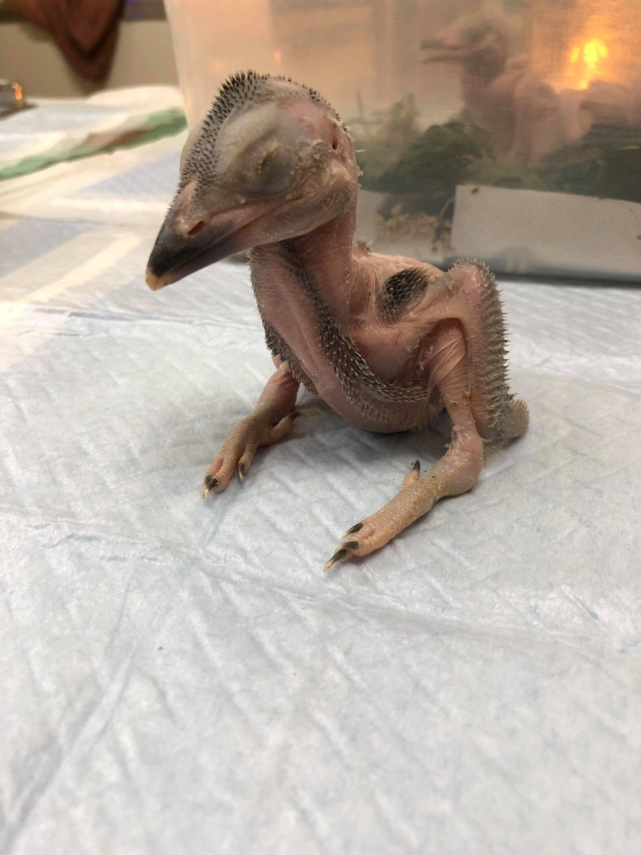 #ワライカワセミ
も順調に大きくなっております。
#アオバネワライカワセミ　
も同じく大きくなっております。
何羽かオーナー様決まってしまいましたが残り数羽おります。

気になる方はお早めにお問い合わせください。