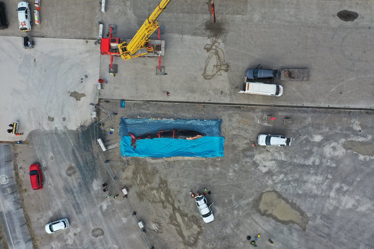 No evidence of marine debris/plastic ingestion was found within the gastrointestinal tract  #CSIoftheSea