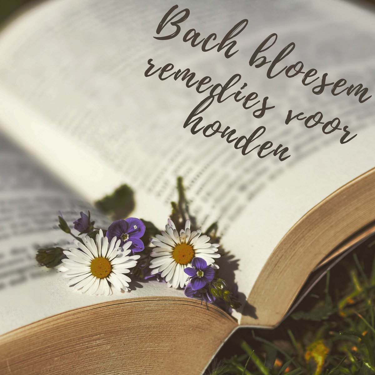 Dus hoe mooi zou een samenwerking zijn, waarin ik bezig kan het het gedrag en dit tegelijkertijd ondersteund kan worden met een op maat gemaakte remedie? Ken of ben jij zo iemand, laat het mij dan aub weten🥰 2/2

#natuurgeneeskunde #honden #gedragsbegeleiding #bachbloesem