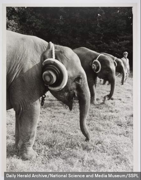 In 1969, young elephants had just arrived at soon-to-open Windsor Safari park. They were so upset by the sound of jet aircraft overhead that they stampeded, trampling down fences! So keepers fitted them with ear muffs to calm them down. (They did not report whether this worked)