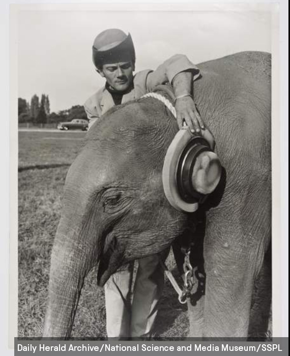 In 1969, young elephants had just arrived at soon-to-open Windsor Safari park. They were so upset by the sound of jet aircraft overhead that they stampeded, trampling down fences! So keepers fitted them with ear muffs to calm them down. (They did not report whether this worked)