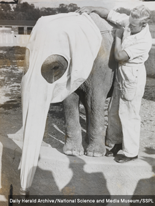 Off topic, but thought you’d like to know: Elephants don’t only need their ears protected. In 1938, zookeepers in Geneva experimented with gas masks to protect their elephants during air raids. (We don’t know whether this worked either).