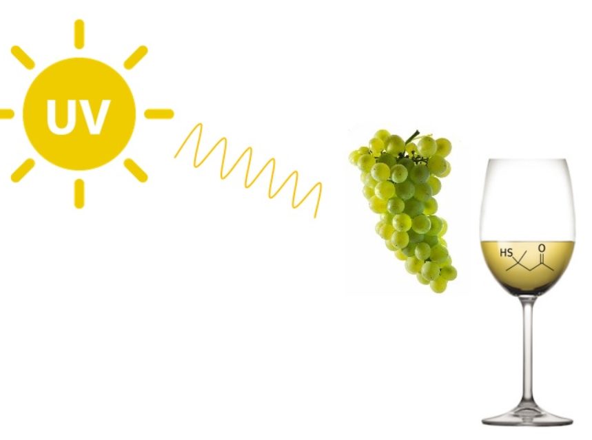 ¿Quieres saber cómo afecta la #luzUV en el desarrollo de los #aromas tiólicos en las #uvas #sauvignonblanc? Te lo cuentan en <a href="/lagacetadelvino/">La Gaceta del Vino</a> 
ow.ly/5opi50A7Om2