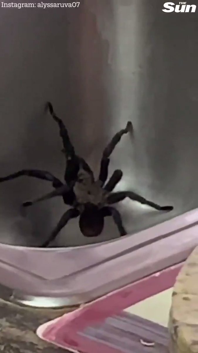 Woman finds a tarantula crawling in the kitchen sink alyssaruva07
