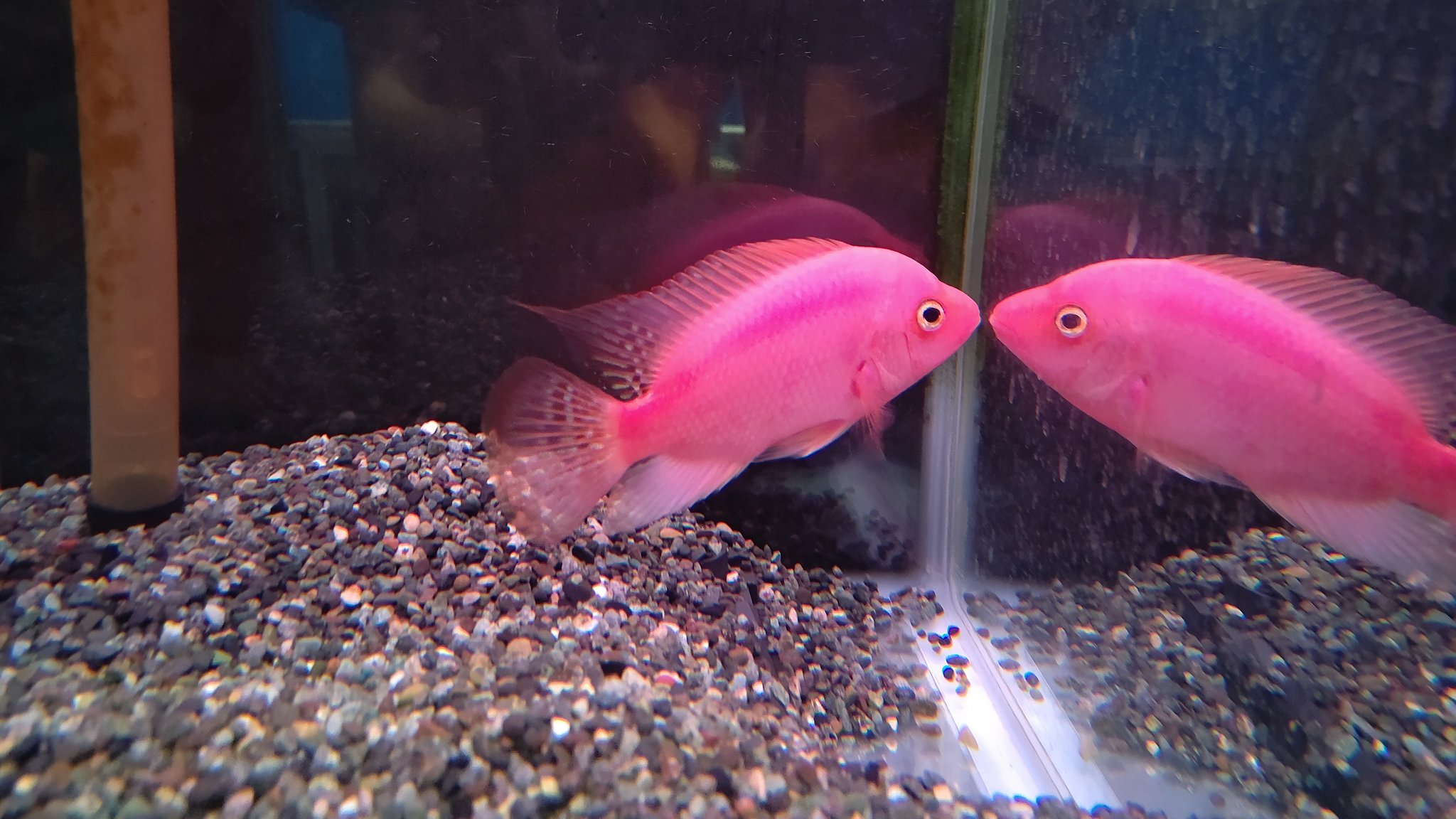 かねだい伊勢原店 熱帯魚編 647enmdecexnizx ありがとうございます サルビニーシクリッドは在庫ありませんね よろしくお願いいたします Twitter