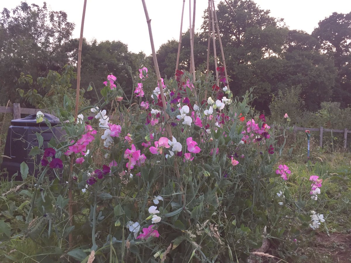 You might wonder why we start with a picture of Sweet Peas from our editor's allotment? This is because it was in Wem that Henry Eckford developed the Grandifloria Sweet Pea and for that reason that the town was called (in 1907) 'the Mecca for Sweet Peas'. [Continues...]