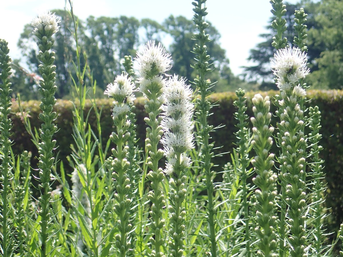 神代植物公園 ニュース スタッフより 園芸係 宿根草園で リアトリス スピカタ アルバの花 が咲いています 北米東部の原産の桃色の花が咲く リアトリス スピカタの白花品種 リアトリス スピカタの和名はキリンギクですが あまり使われません