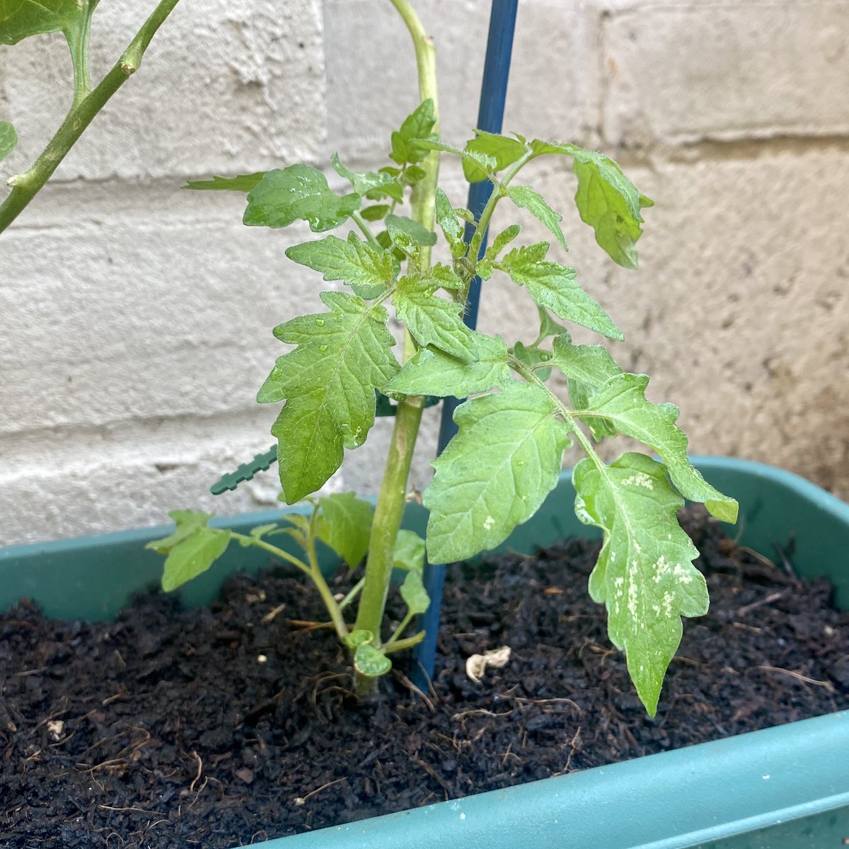 This dead stick of a tomato plant coming back to life!! https://twitter.com/theotherlivvy/status/1266057488350273538?s=21  https://twitter.com/theotherlivvy/status/1266057488350273538