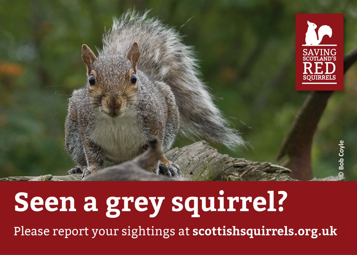 Kincardineshire residents, you can to help protect Aberdeenshire’s red squirrel 📢

Following growing reports of grey squirrels north of the River North Esk, we are asking locals to report all sightings of red and grey squirrels bit.ly/2AMg7xF