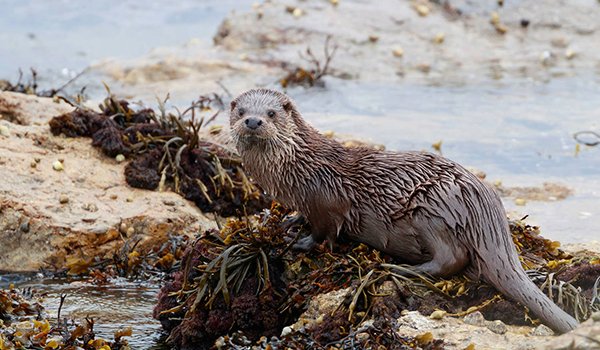TheDailyOtter's tweet photo. And the winner of the Scottish Animal World Cup is... the otter! https://t.co/1AaBqfxSqL @N_T_S #ScottishAnimalWorldCup https://t.co/zxnZCOtWUF