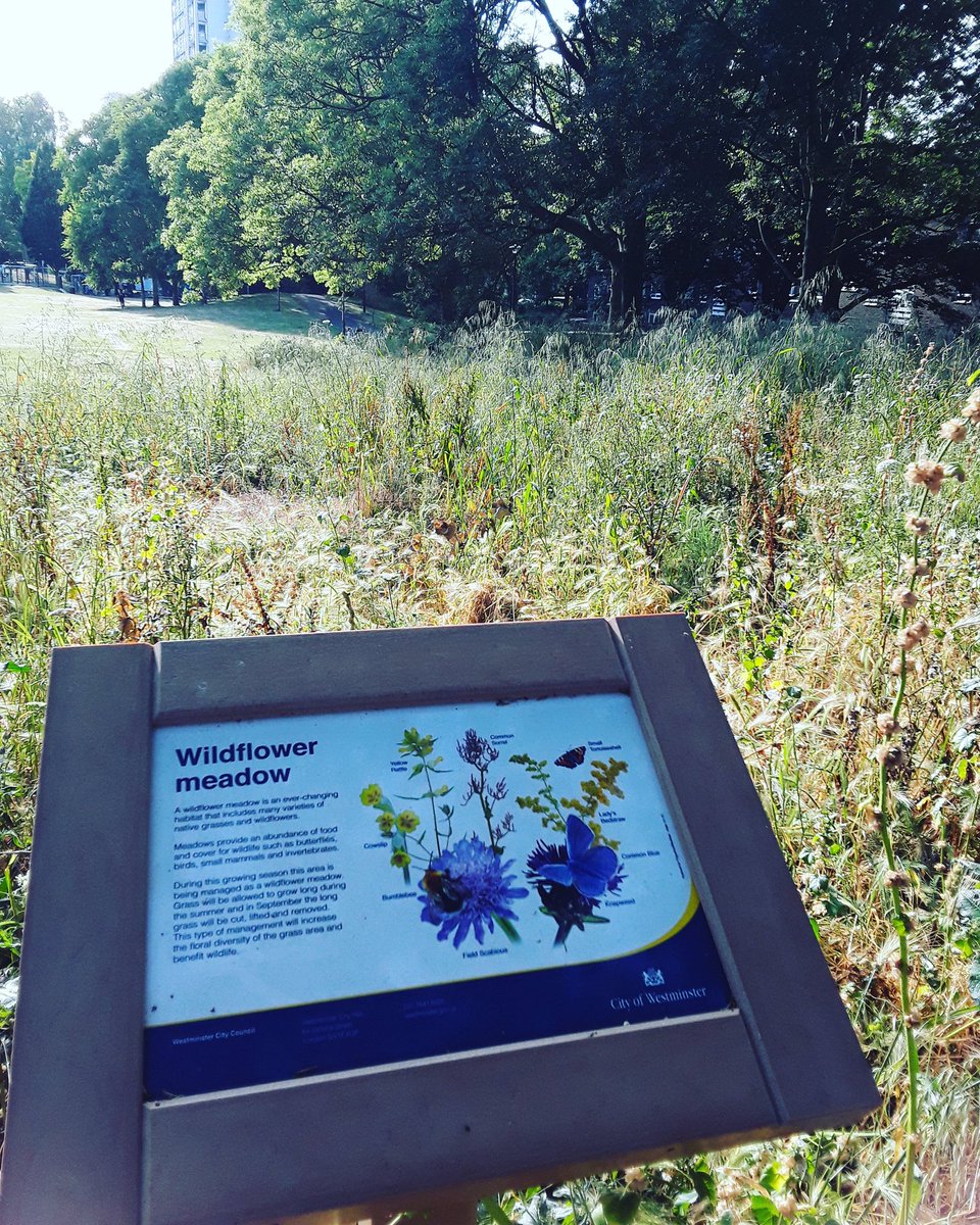 LondonersLondon's tweet photo. My #Daily #exercise is a way of leaning something new about my city everyday. For instance I had no idea how many wild #meadows there were in #London's #Zone1 like this beautiful #WildFlower one by @CityWestminster in #WestbourneGreen in @PaddingtonCen. #LetsGuide #UniquelyLondon https://t.co/FJpv8Wo6Q7