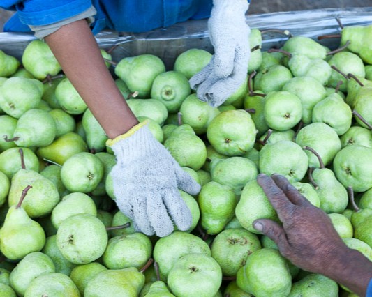 SAFruit's tweet photo. The mainstreaming of female farmers and farmers from previously disadvantaged communities has been priority of the #southafricanfruit association @Hortgro since the country’s democratisation. @Hortgro aims to promote this by easing and assisting entry into the fruit supply chain. https://t.co/DAcrXf06Bf