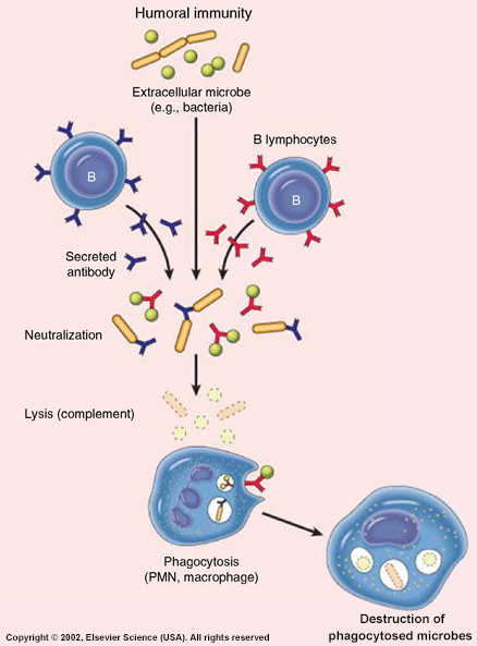 Now onto the fun stuff! What do we mean by Antibody Engineering? Well antibodies are proteins produced by our immune cells and are integral to fighting infections and disease. They recognise a certain structure (antigen) on virus/bacteria which they can tag for destruction. -EO