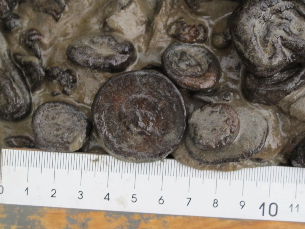 jvirtasa's tweet photo. Thank you @SuomenAkatemia for funding my project #Fermaid
We will determine the climatic and anthropog. forcing of the Baltic Sea during the past 7000 years, as recorded in the (isotope) geochemical composition of #ferromanganese concretions
Also involved @MicroecoLotta @GTK_FI https://t.co/bOfJviqtJ6