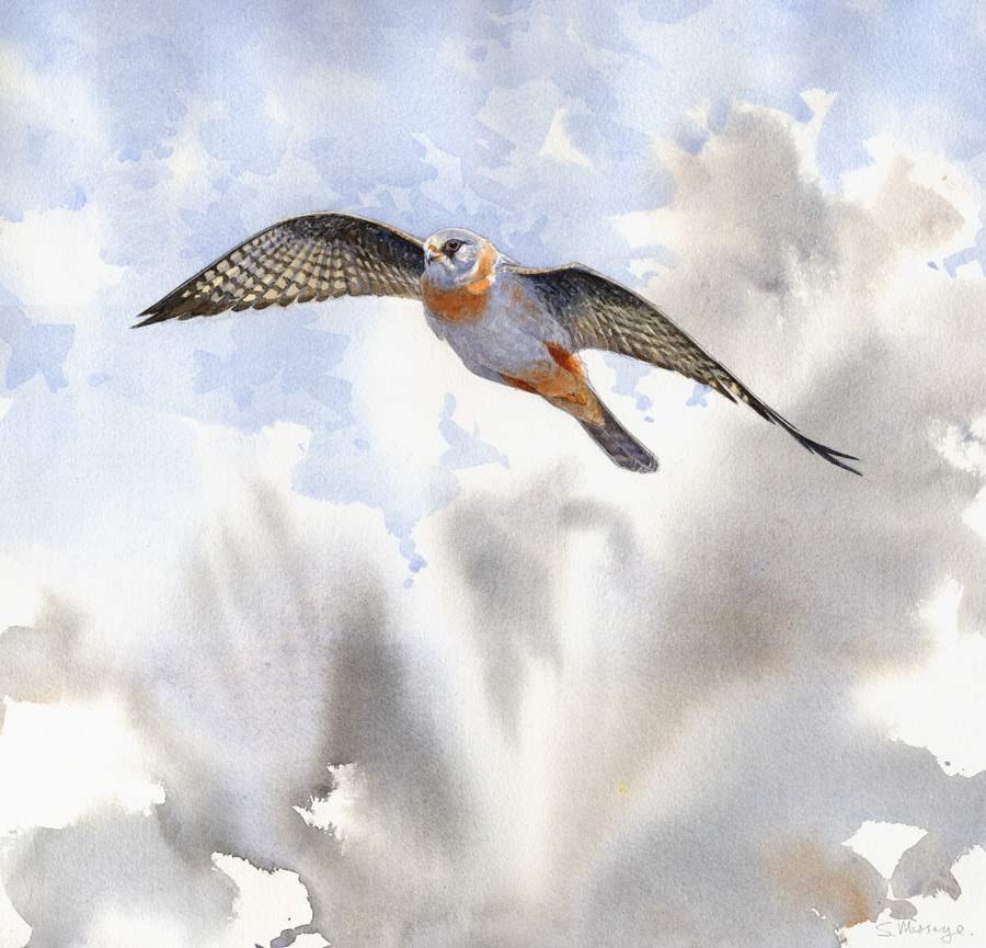 Watercolour of the recent 1st-summer male Red-footed Falcon at Dengemarsh Kent <a href="/BirdGuides/">BirdGuides</a> <a href="/RareBirdAlertUK/">RareBirdAlertUK</a>