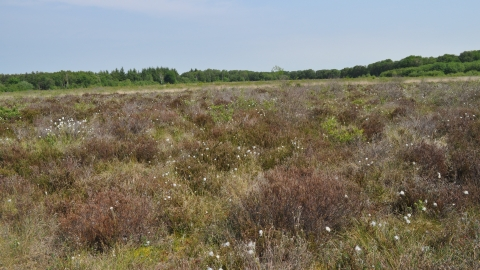 What else shaped  #Wem? One element can be seen in its name - in Old English 'Wemm' means a marshy place and with the river Roden to the south (and Wem Moss, a surviving area of upland bog) to the north the damp nature of the landscape is obvious [continues...]