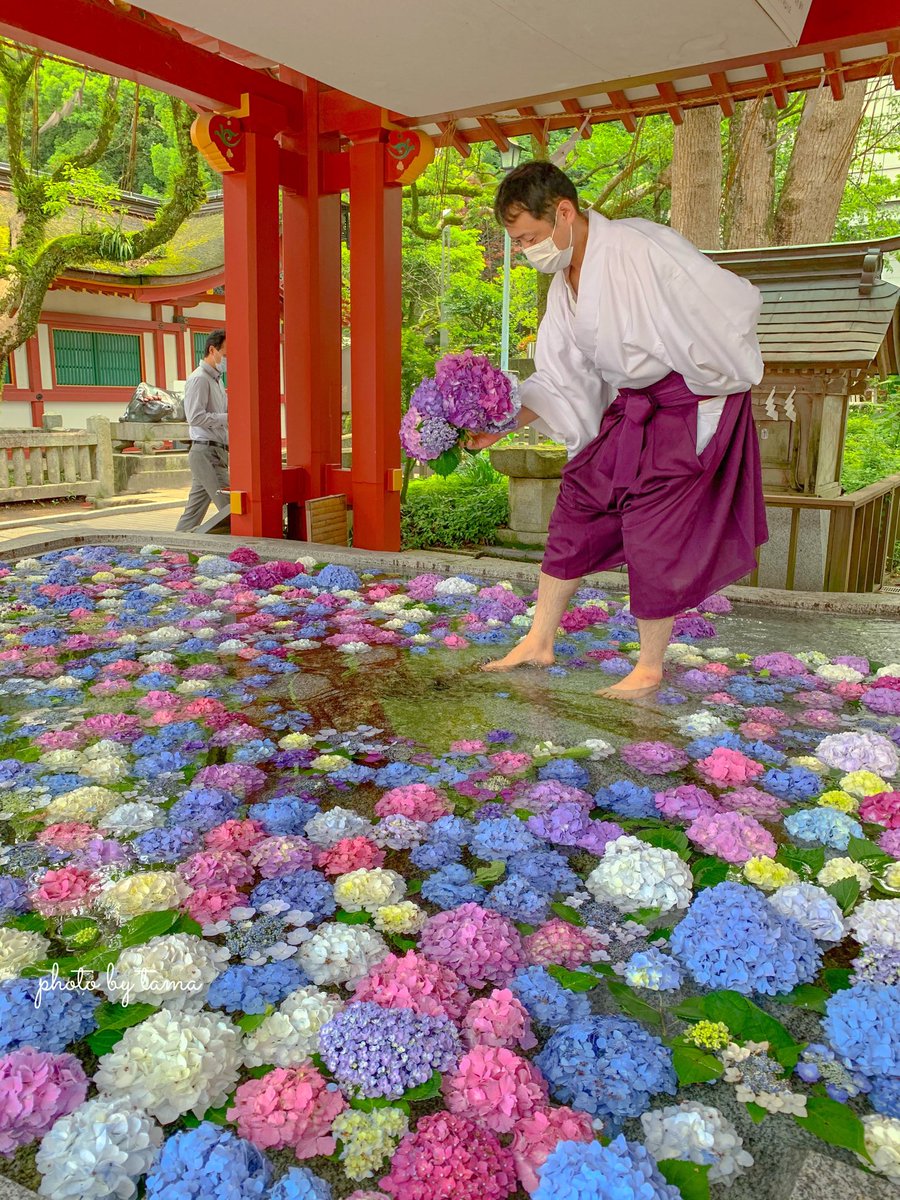 タキリン しばらく 待っていたら どんどん 紫陽花がはいりはじめた 分間 いろんなドラマが 宮司さんが 幻の紫陽花ボールを 入れてるところや 園児達が楽しそうにしている様子 幸せを感じる 朝のひと時でした 太宰府天満宮 花手水 紫陽花 T