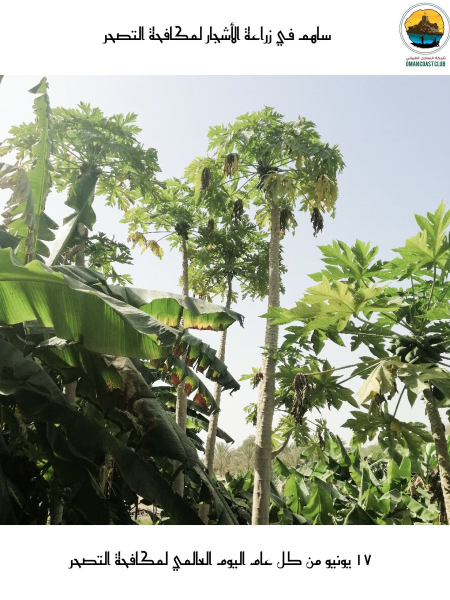 ١٧ يونيو من كل عام اليوم العالمي لمكافحة التصحر ويحتفل العالم هذا العام تحت شعار (غذاء/علف/ألياف)

وندعو الجميع بإحياء المبادرات الوطنية
التي تساهم في زراعة الأشجار🌿

#اليوم_العالمي_لمكافحة_التصحر
#اليوم_العالمي_لمكافحة_التصحر_والجفاف
#شبكة_الساحل_العماني