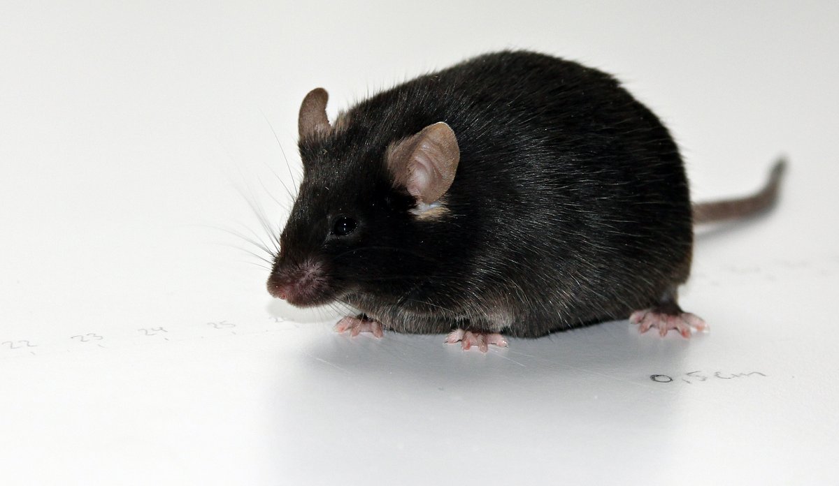 Torsk kan forebygge fedme dlvr.it/RYpNPV