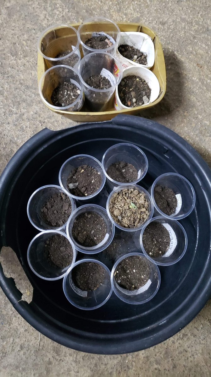 michuniverseph's tweet image. Can't wait to see all of you grow 😍🌱 Lablab, Ma Z 🤗 #herbsandspices #rootveggies

Next up: #Hydroponics 😂💪