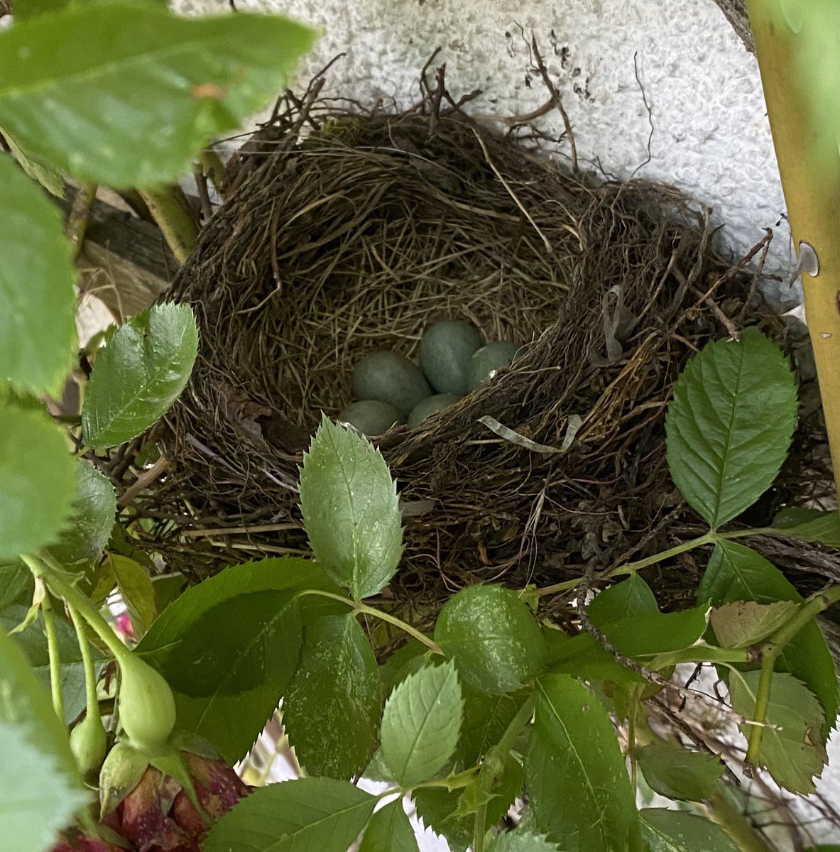 Hab auf meinem Hof ein Amselnest entdeckt. 
Poste hier dann immer mal ein Update ❤️

Keine Sorge, ich war weit weg und ist nur sehr stark rangezoomt.

#birds #egg
