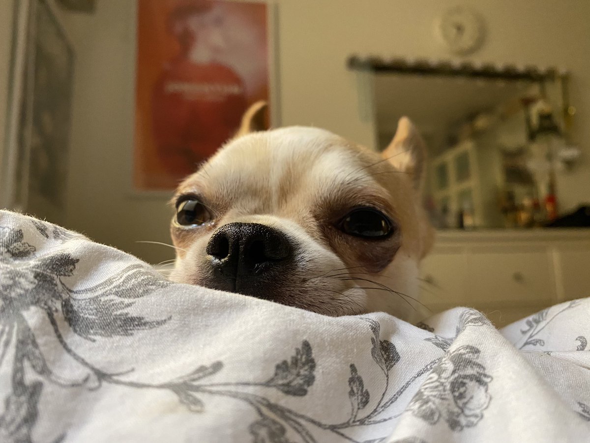 hqmvs's tweet photo. another day, another sleepy photoshoot https://t.co/gtWF1vuNVG
