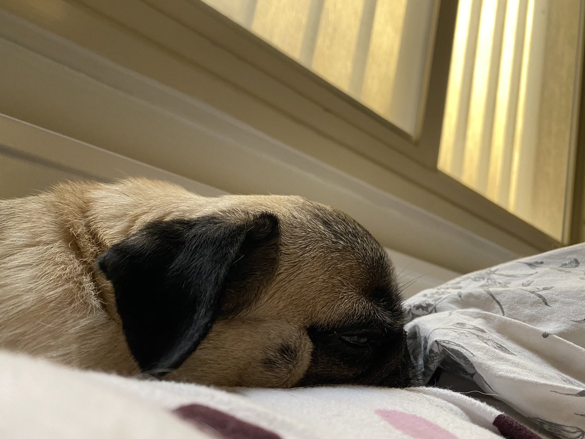 hqmvs's tweet photo. another day, another sleepy photoshoot https://t.co/gtWF1vuNVG
