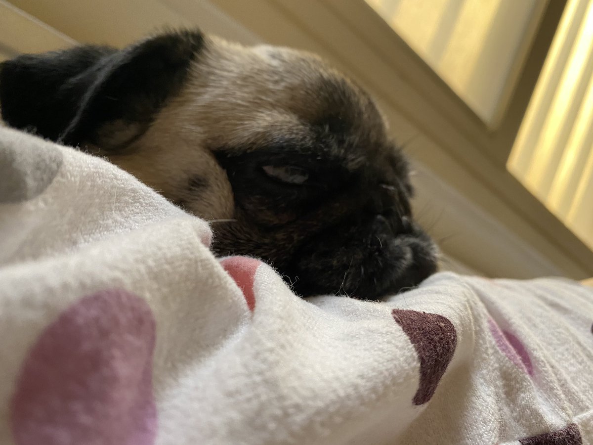 hqmvs's tweet photo. another day, another sleepy photoshoot https://t.co/gtWF1vuNVG
