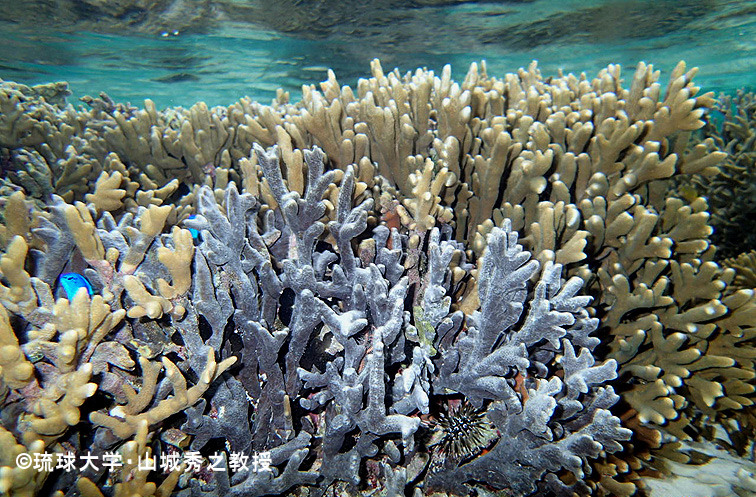サンゴが黒くなって死ぬ現象が、沖縄や鹿児島の海で広がっています