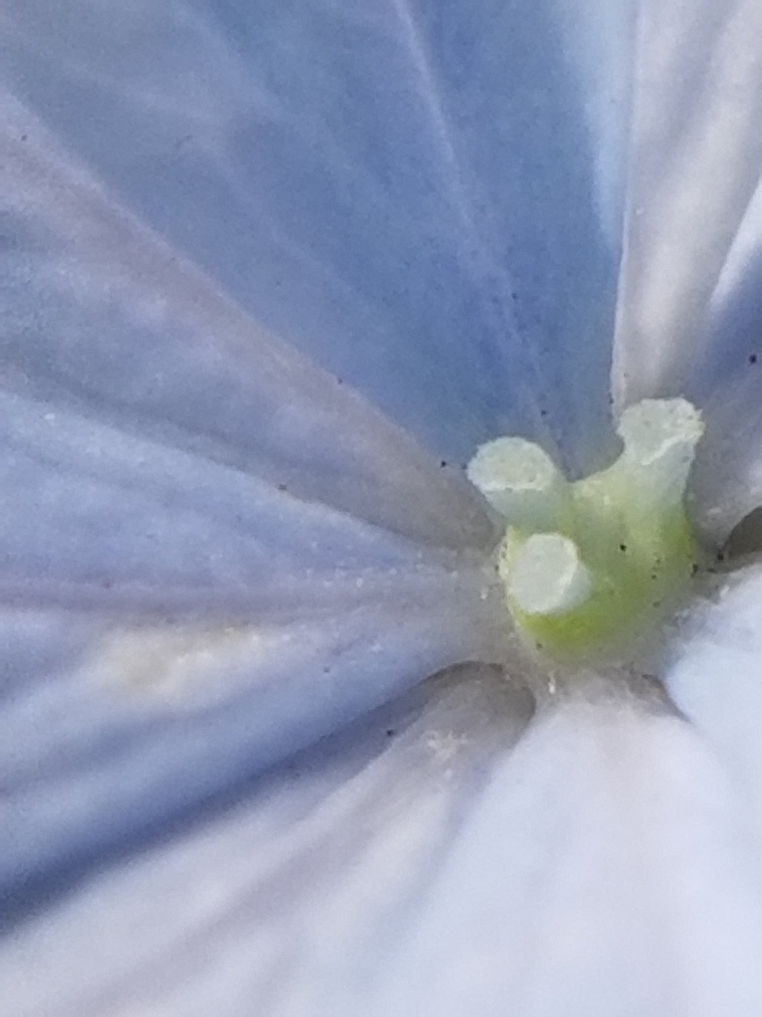 Yoko Ito 墨田の花火 庭に八重のガクアジサイ 花弁は花火のように 星形の花が飛び出す 花 Flower アジサイ 紫陽花 スミダノハナビ 墨田の花火 Hydrangeamacrophylla Hydrangea ユキノシタ科アジサイ属 落葉低木