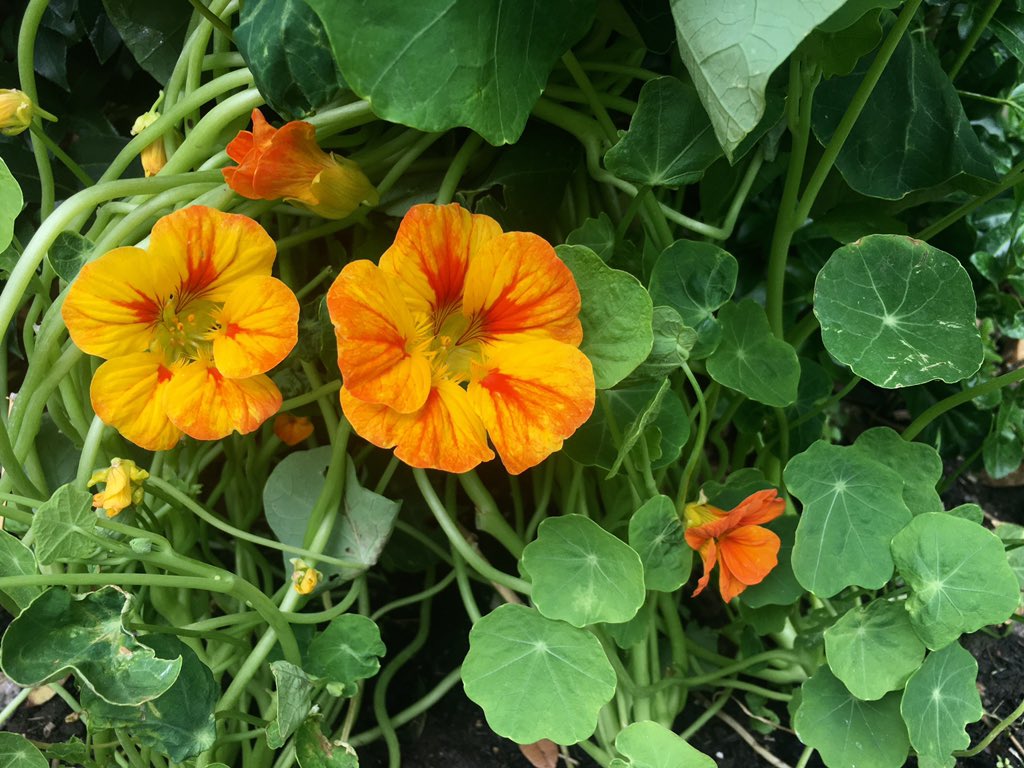 My nasturtiums are finally out! Even though I sowed them as sacrificial plants to distract aphids and flies away from my veg, these are the first flowers I've ever grown and I'm so proud!