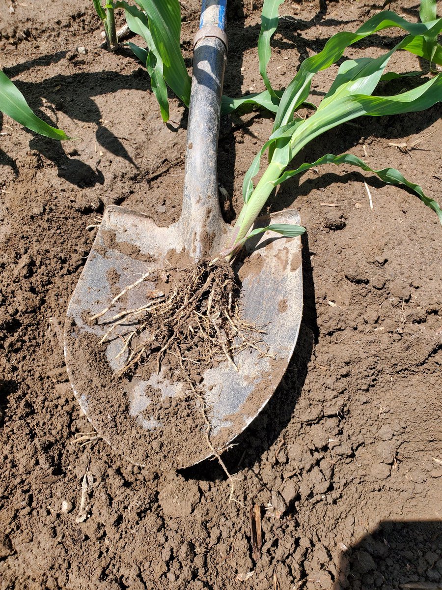 Posting some pics I took last week. Never get tired of seeing how #BioForge is able help get a crop off to a great start. When you help put roots like this underneath your crop, its one step closer to reaching its genetic potential! Seeing uneven corn? #BioForge can help!