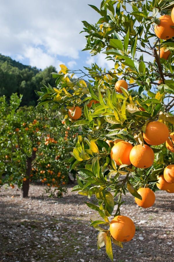 DON'T YOU JUST LOVE ORANGE? I remember when I was a kid, I always wanted an 'arange' cause of the juicy ,succulent and meaty flesh. I would cry my eyes out until I got an orange. A thread on the wonderful fruit Orange:
