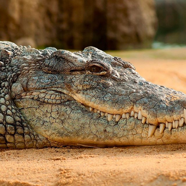 Today is #WorldCrocDay, from Ralf Nature we want to remind you that the crocodile IS A WILD ANIMAL and as such should not be marketed as a pet. Still, some people find them attractive when they're young, and pet store owners can easily sell them, but crocodiles aren't good pets;