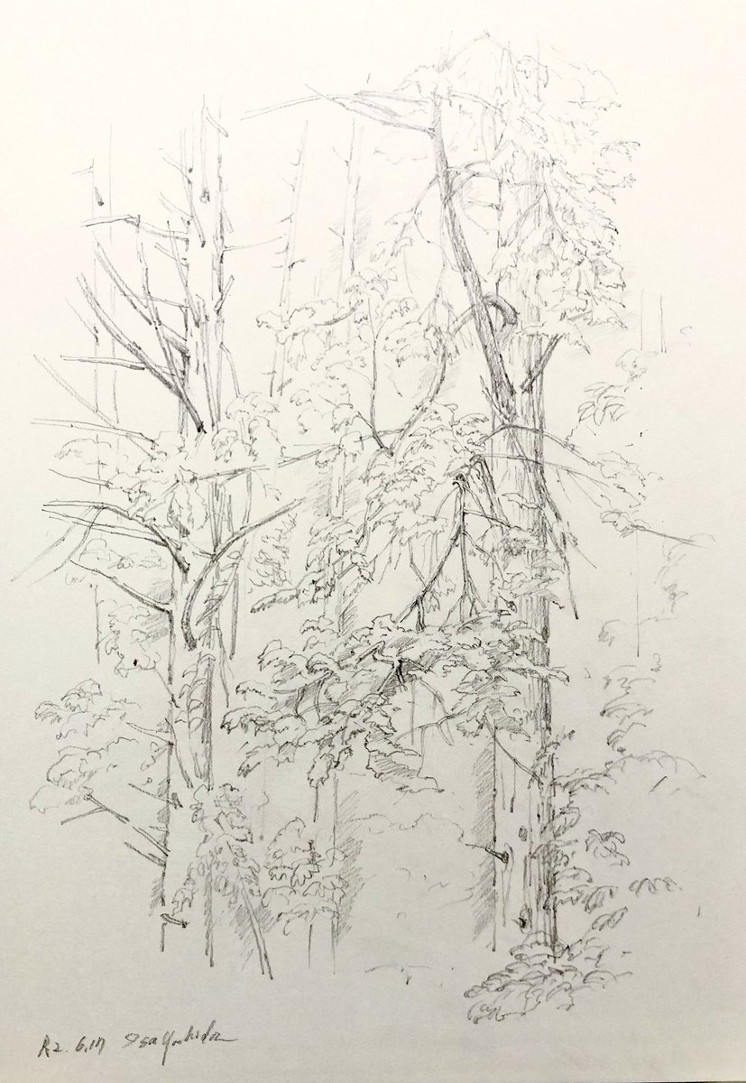 洋画家 吉田伊佐 今日のスケッチ 縦貫道の側道の森の木々 鉛筆画 風景画 スケッチ 森の木々 洋画家 吉田伊佐 今日のスケッチ 縦貫道の側道の森の木々 鉛筆画 風景画 スケッチ 森の木々