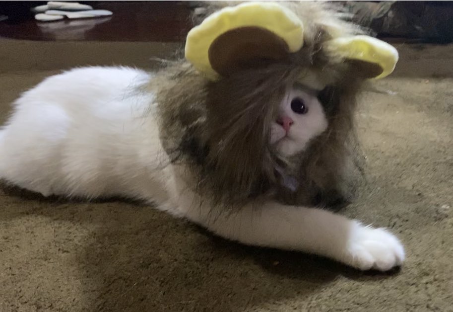 ૮꒰˵• ﻌ •˵꒱ა tweet media