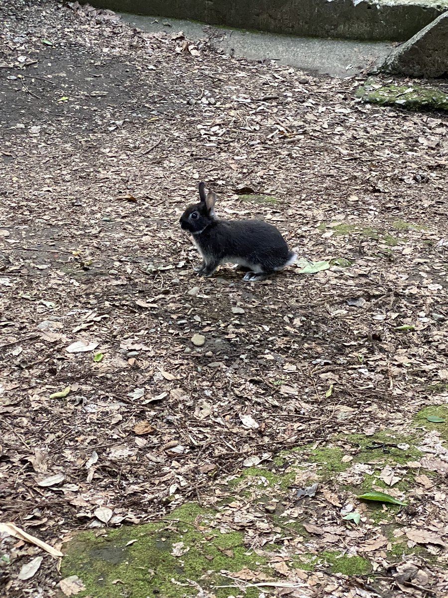 村川翔一 マスクして等々力渓谷を散歩 野生 の黒いウサギに出会えました 笑 写真はまとめてインスタにあげますね 散歩 等々力渓谷 うさぎ 今日の映画 Mellow