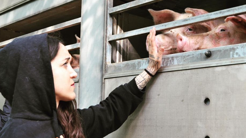 animalsavemvmt's tweet photo. Moving photos from 🔸Berlin Animal Save's🔸 recent vigil for the pigs.

Please support and follow 👆🏿 to help animals.

Many trucks with countless animals. The last moments before their death. RIP. 💔 https://t.co/JxCALRVft7