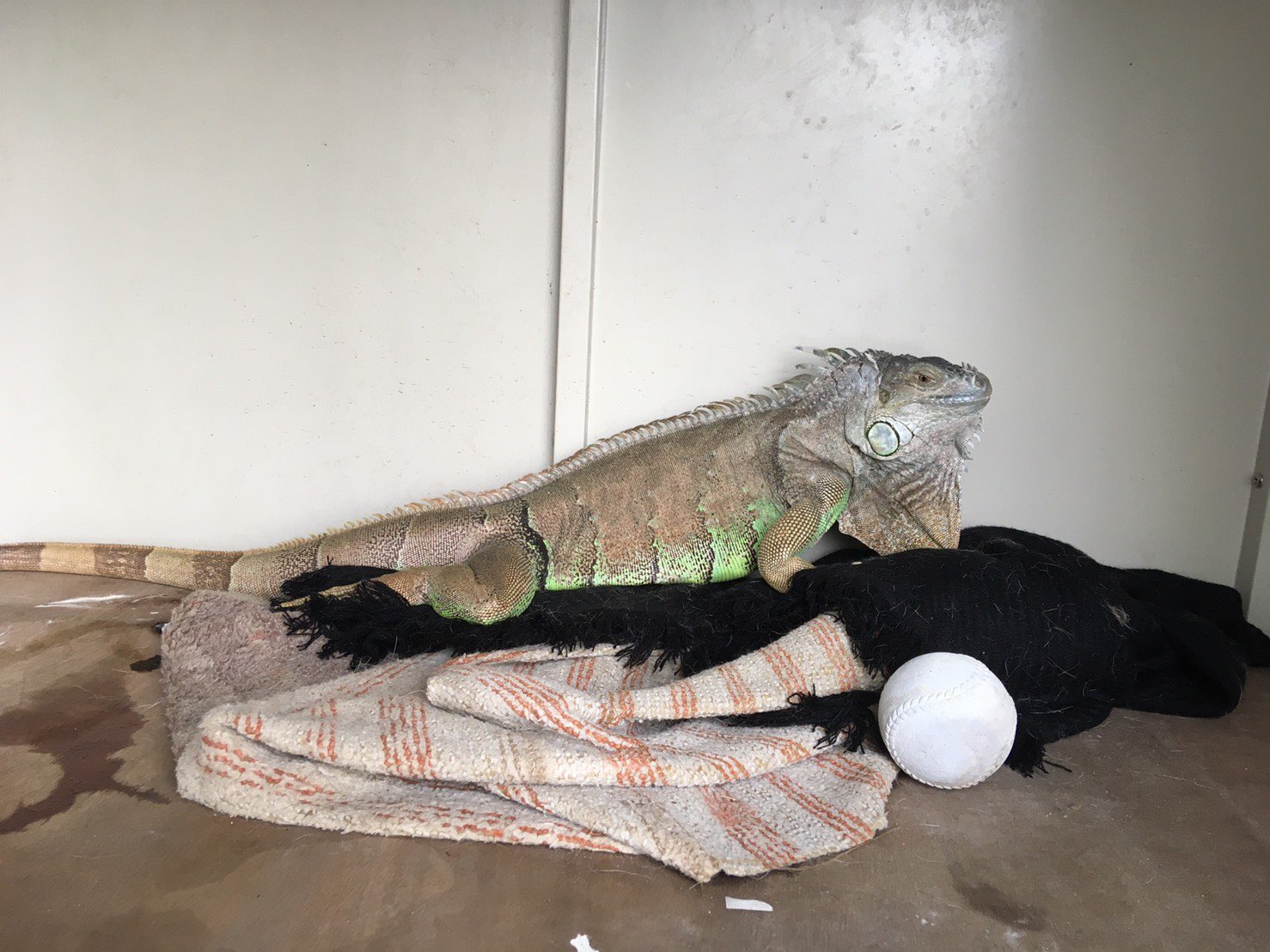 小動物。鳥。猿。イグアナ