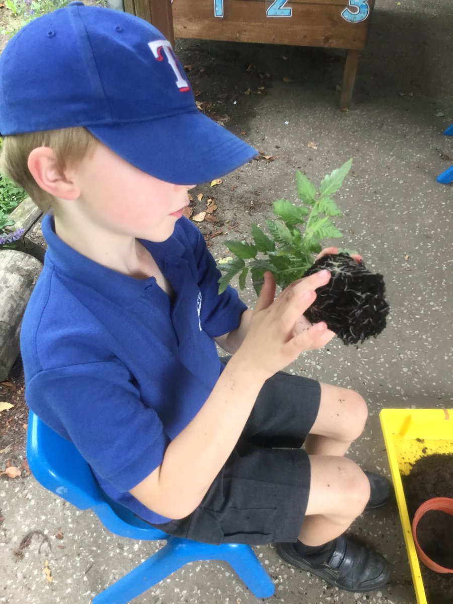 We have been learning about parts of a plant. Mrs Bell lead an interesting session where we investigated Tomato plants. We were fascinated by their roots and can’t wait for the tomatoes!