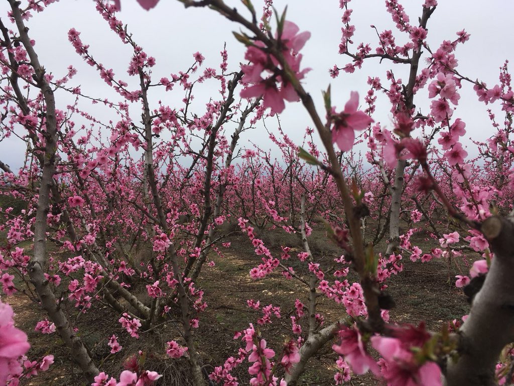 Marc20F's tweet photo. Treballar TOT un any per que, en 10 minuts o menys, una pedregada et foti tota la feina enlaire ES MOLT DUR

Econòmicament i psicològicament

La vida del pagès es fotuda

Mengeu fruita de proximitat i no us queixeu del preu!! https://t.co/TncWPlMtDI