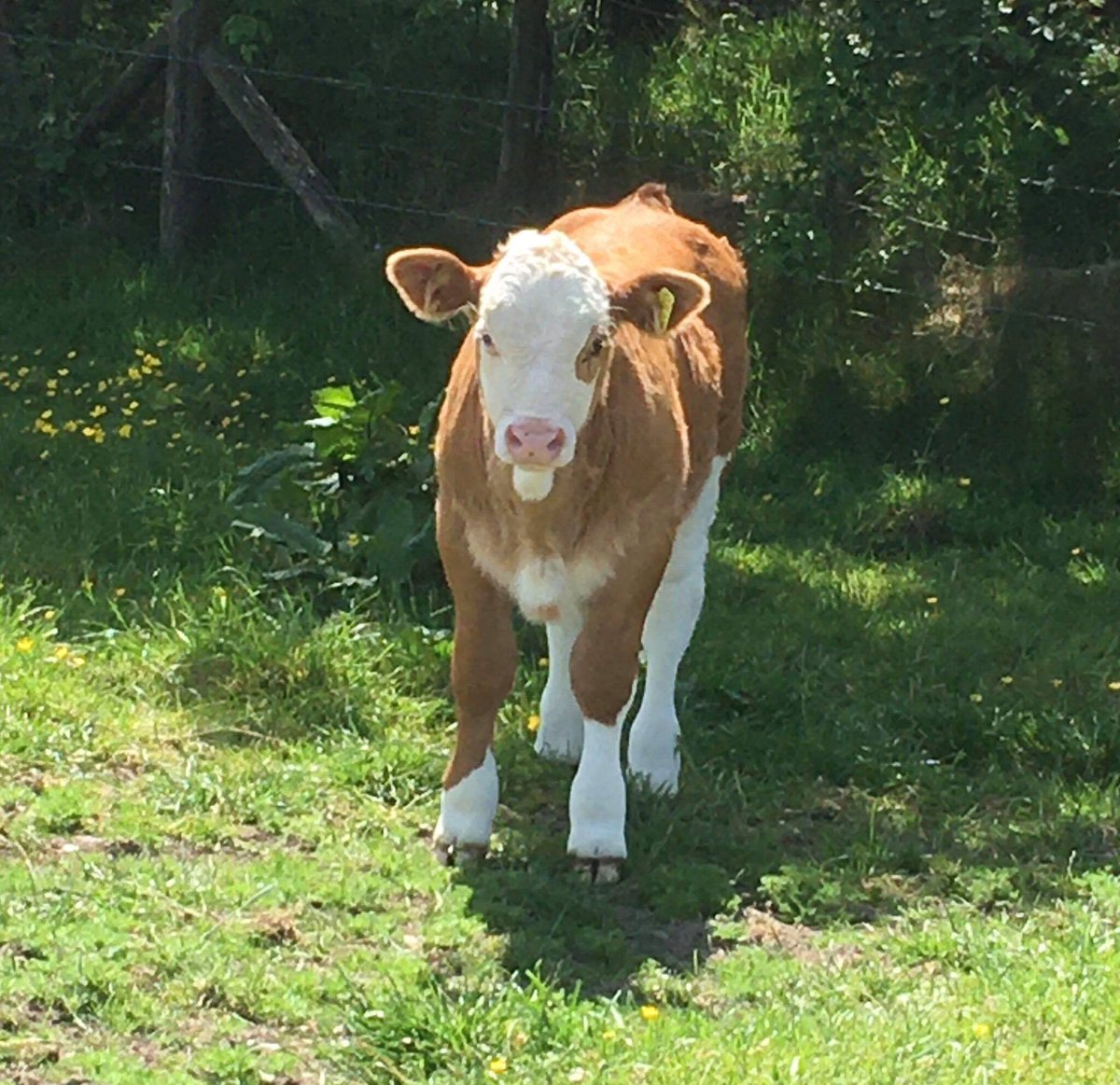 cogentbreeding's tweet photo. #SiredByCogent Woodhall FERRARI at Blaencwalle, Carmarthenshire.
Thank you to Debbie Cumming for sharing.
The calf pictured was born on 11/4/20.
For more on FERRARI visit our website -
https://t.co/kwDOZNXy3D
#BeProfitableBeCogent https://t.co/eiUE5NteEv