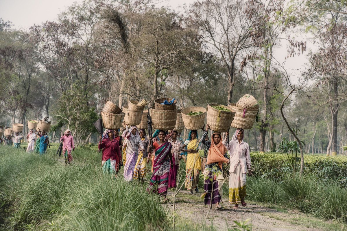 LPTIJ's tweet photo. Life in a remote #Indianvillage can be very tough from a city dweller’s perspective. To cite a small example, frail-looking ladies in #Assam’s villages carry gigantic #jutebaskets on their heads, when they go #shopping.
#lepassagetoindia #lpit #IncredibleIndia https://t.co/pSONnqdvZj