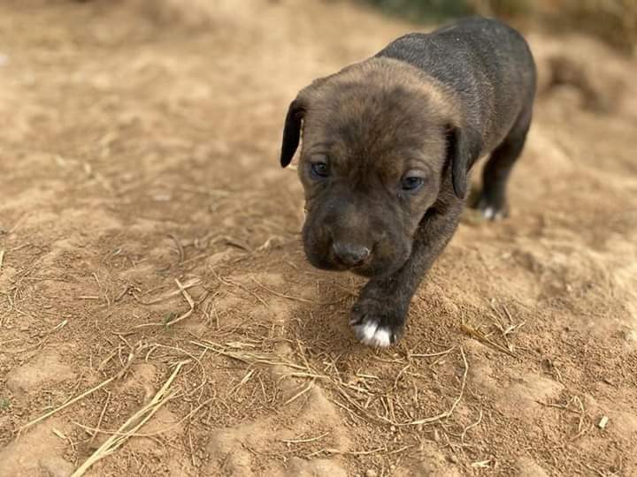 Procuas Sevilla tweet media