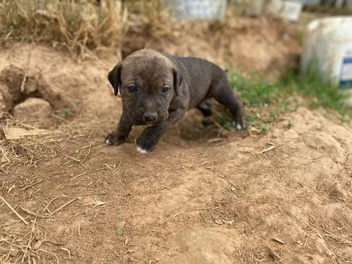 Procuas Sevilla tweet media